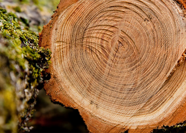 Ronsun Import & Export Co., Ltd.